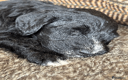 Portuguese Water Dog dogs for sale: ARTSEADOG KC registered Pure Portuguese Waterdogs - Image 6