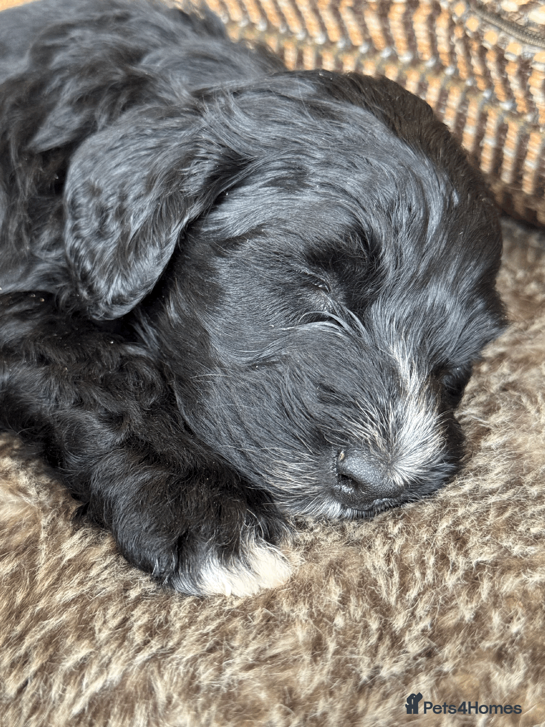 Portuguese Water Dog dogs for sale: ARTSEADOG KC registered Pure Portuguese Waterdogs - Image 6