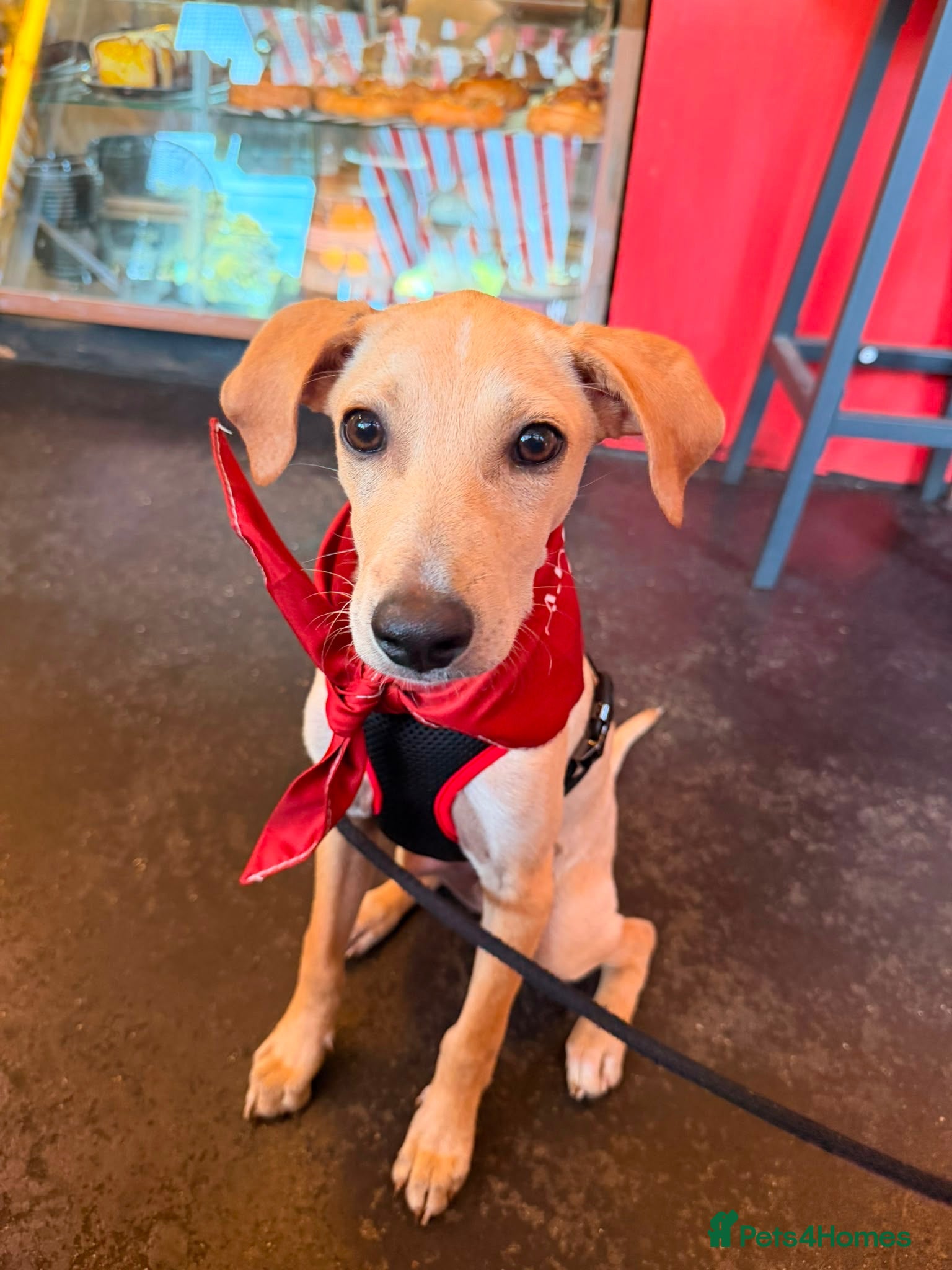 Mixed Breed dogs Peanut is up for Adoption!  - Advert 10