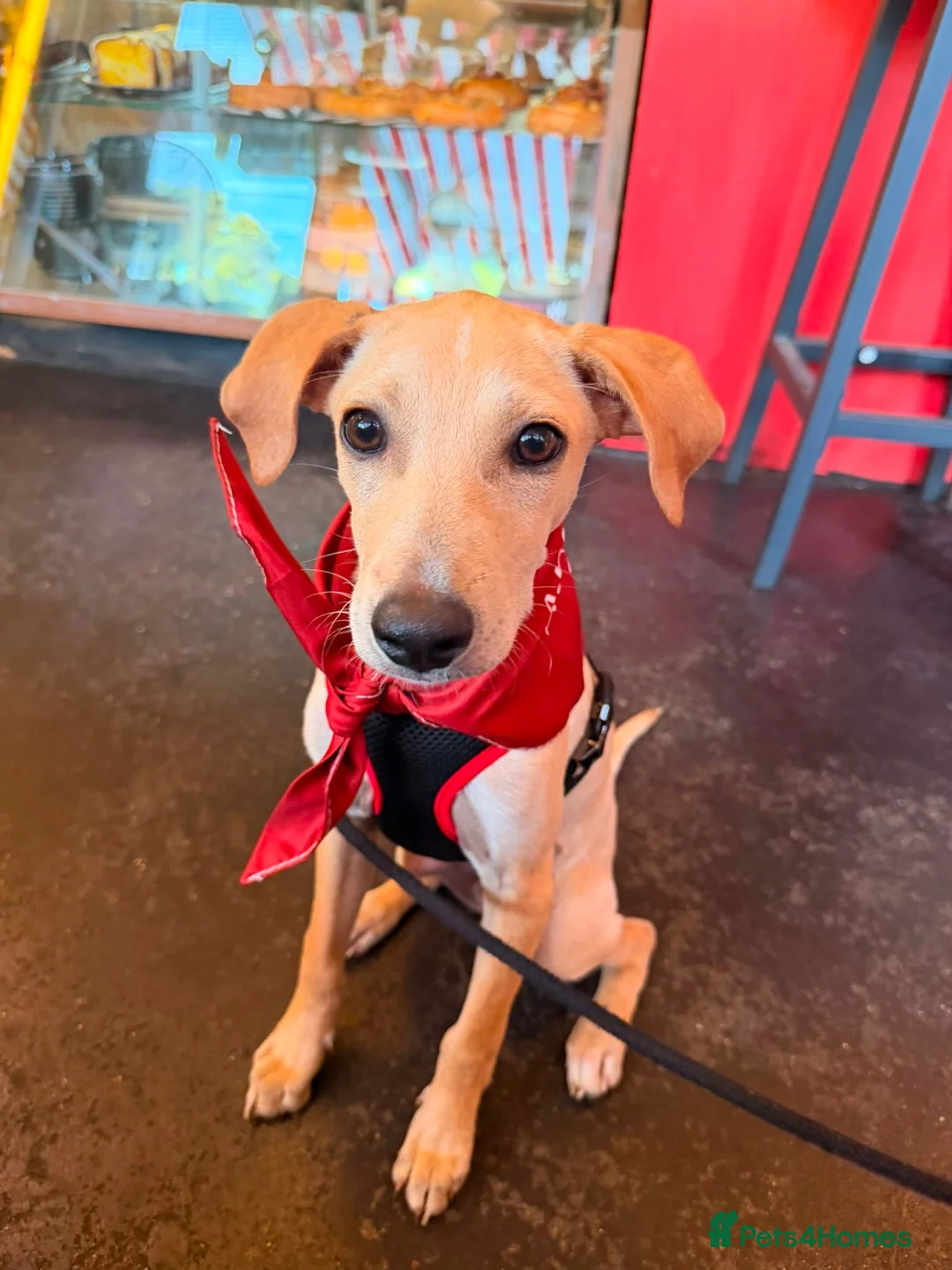 Mixed Breed dogs for sale: Peanut is up for Adoption!  in London - Advert 1
