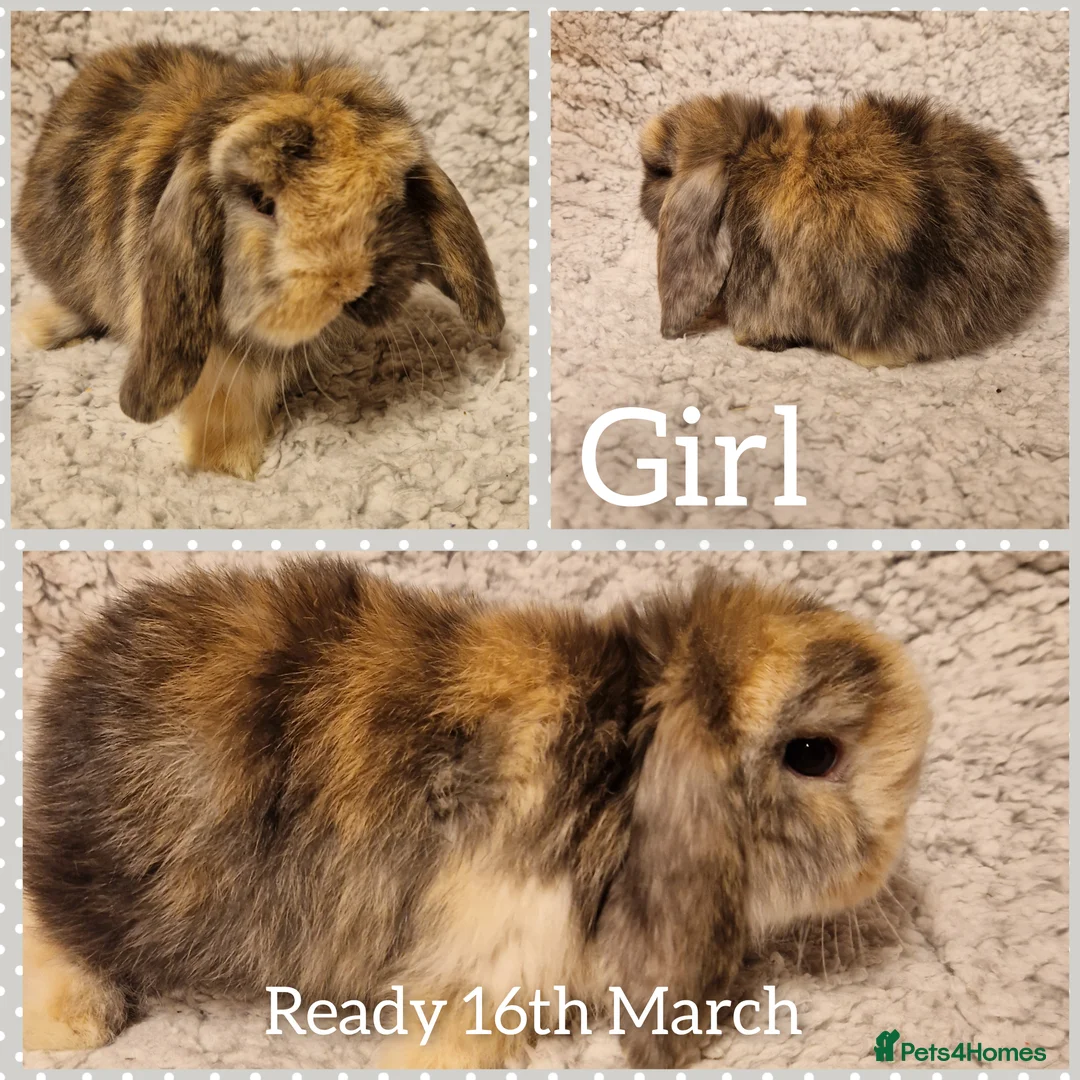 Mini Lop rabbits for sale: Stunning mini lop kits to reserve  - Advert 1