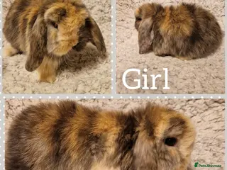 Mini Lop rabbits Stunning mini lop kits to reserve - Advert 13
