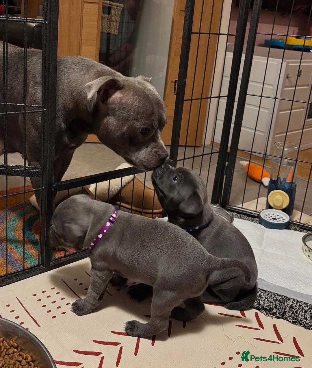 Staffordshire Bull Terrier dogs for sale: KC blue Staffordshire bull terrier puppies  - Advert 2