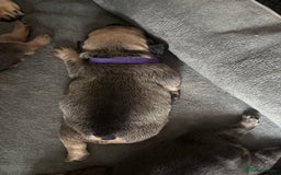 French Bulldog dogs for sale: Beautiful French bulldog puppies - Image 8