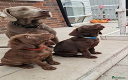 Labrador Retriever dogs for sale: Champain/chocolate puppys - Image 32
