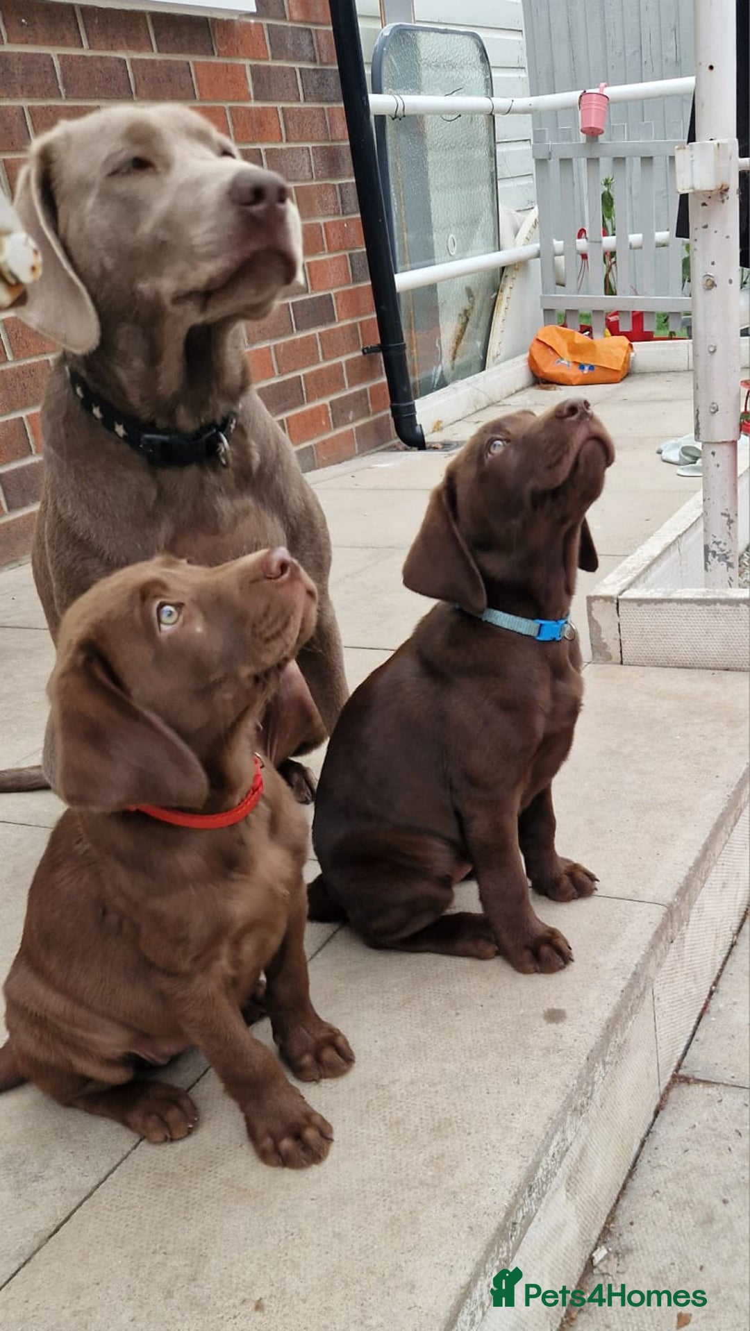 Labrador Retriever dogs for sale: Champain/chocolate puppys - Image 32