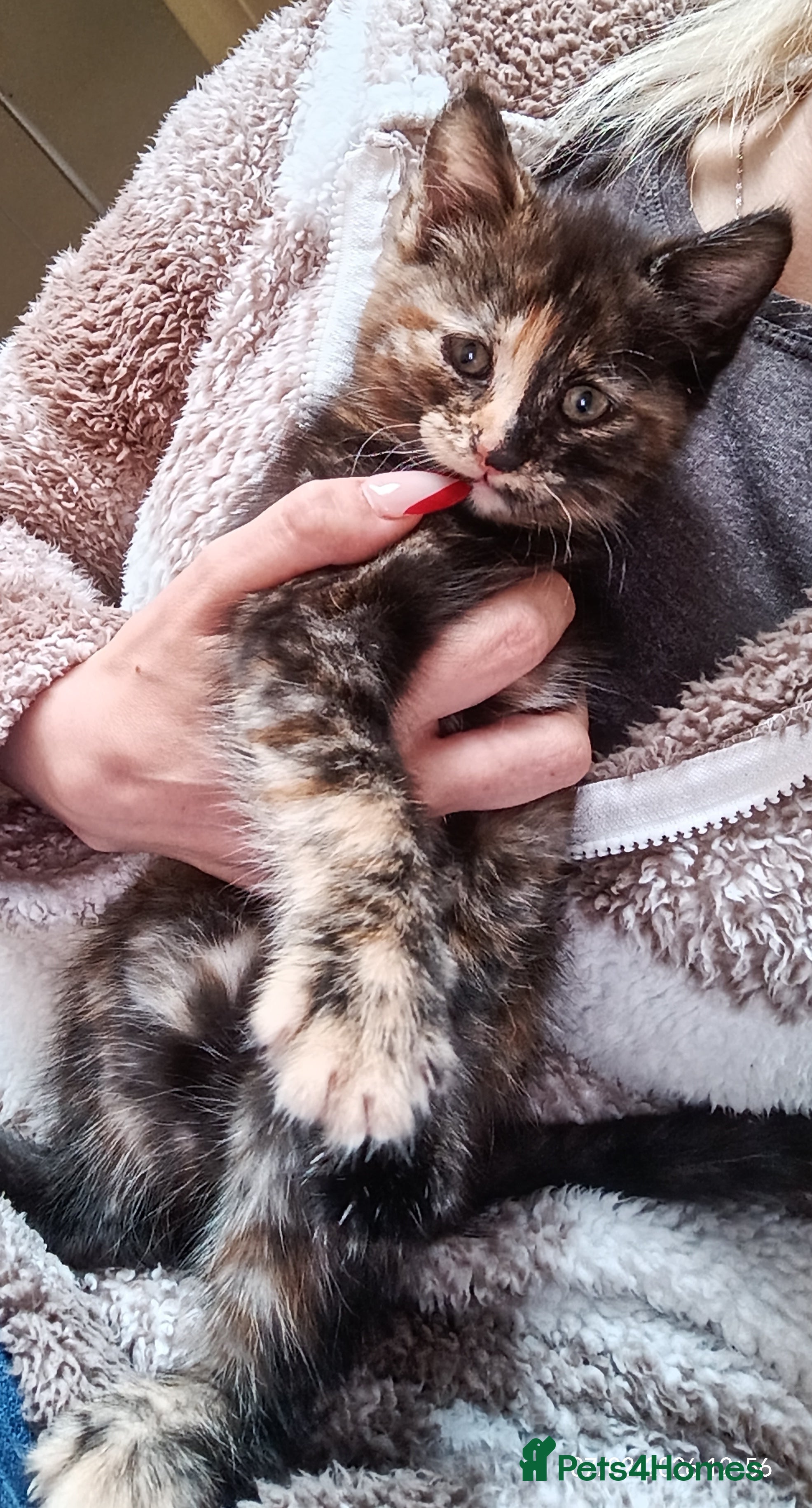 Mixed Breed cats Tortieshell female kitten READY NOW - Advert 14
