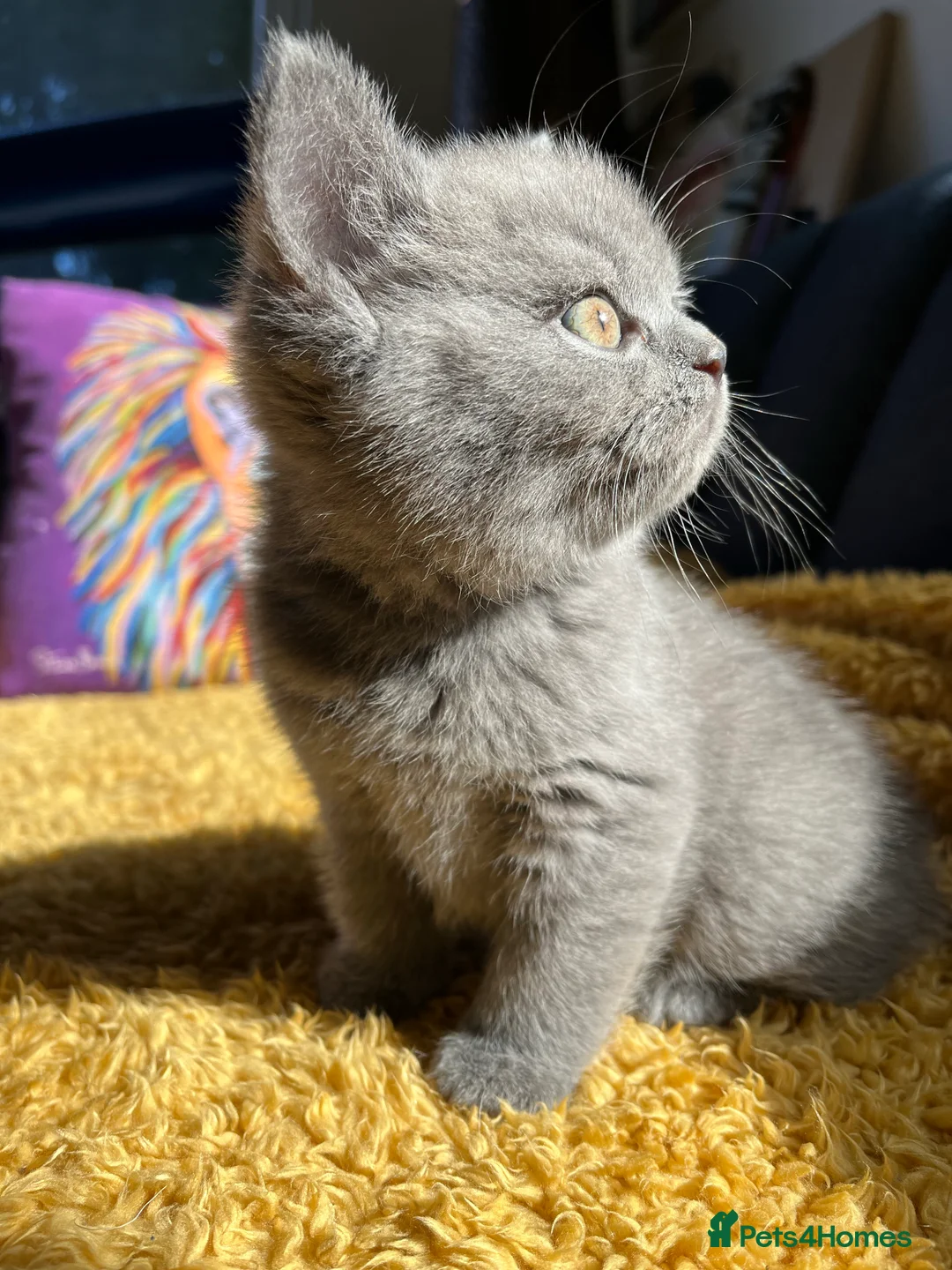 British Shorthair cats for stud: 🩶 British Shorthair Stud  in Alloa - Advert 13