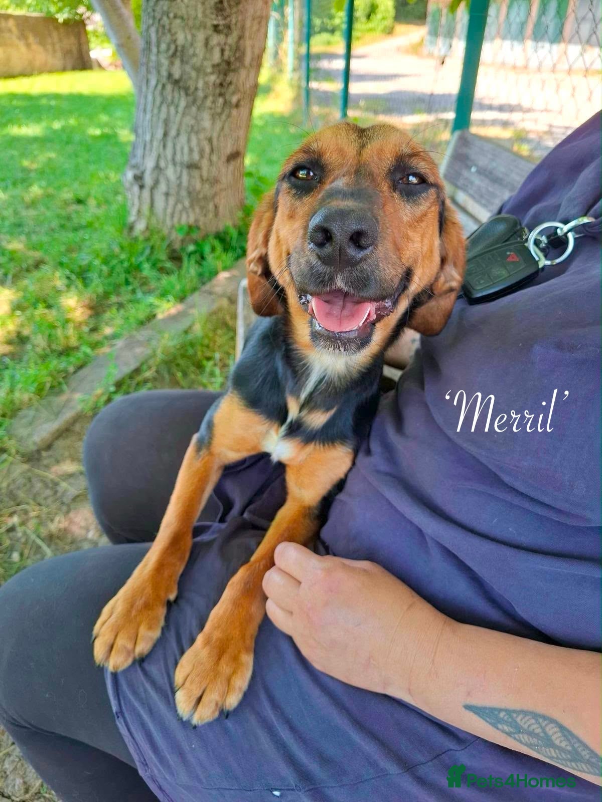 Mixed Breed dogs Merril, 1 yr approx. Available for adoption. - Advert 1