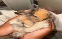 Mini Lop rabbits for sale: 4 gorgeous mini lop bunnies for sale  - Image 7
