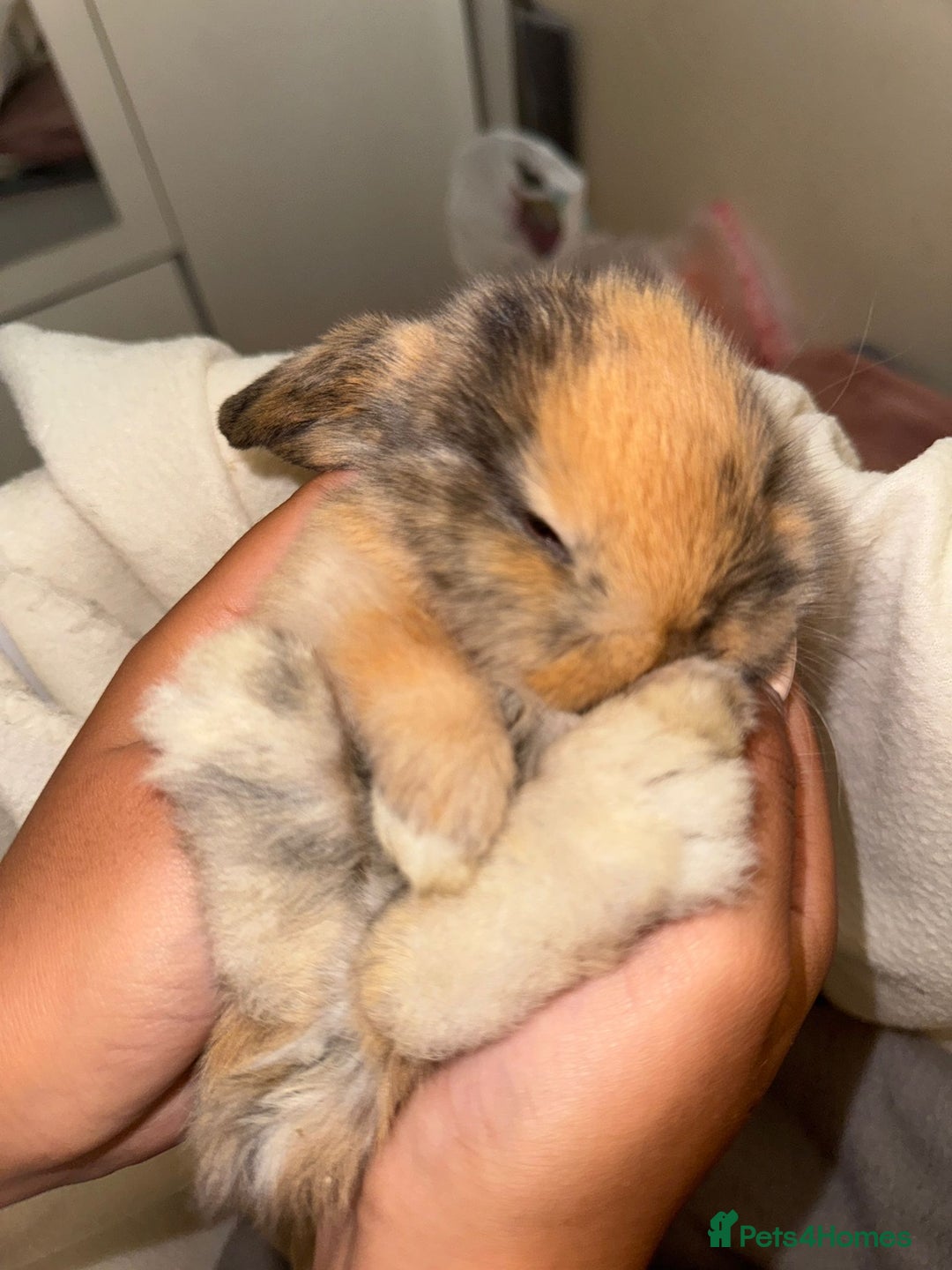 Mini Lop rabbits for sale: 4 gorgeous mini lop bunnies for sale  - Image 7