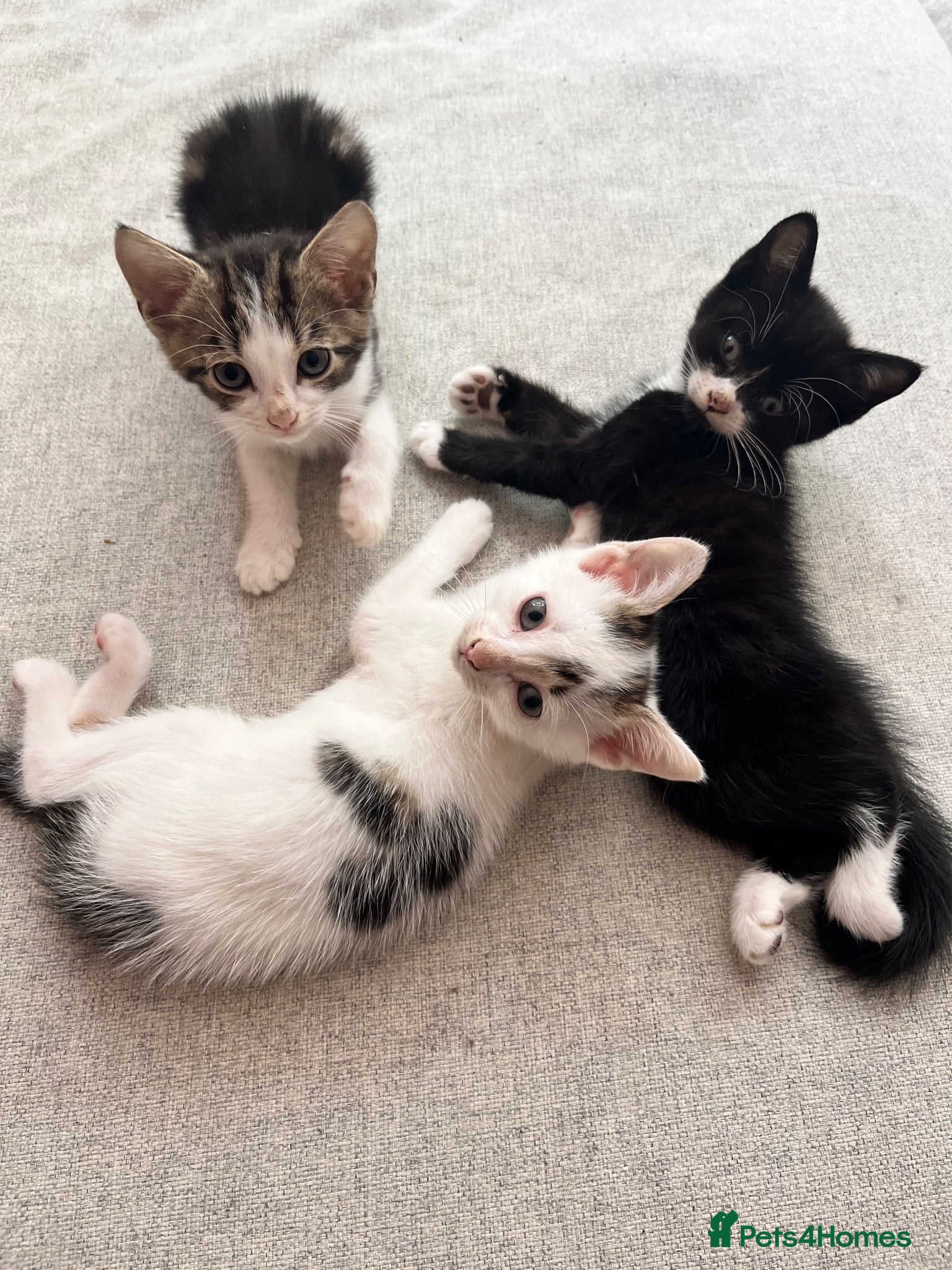 Mixed Breed cats One female ready for her new home  - Advert 3
