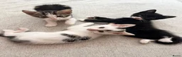 Mixed Breed cats for sale: One female ready for her new home  - Advert 1