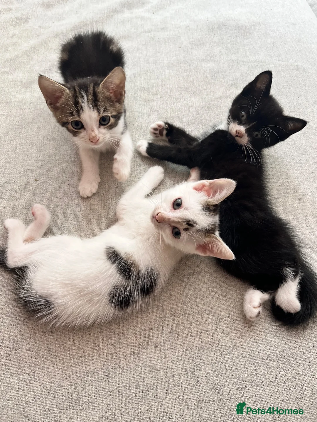Mixed Breed cats for sale: One female ready for her new home  - Advert 1