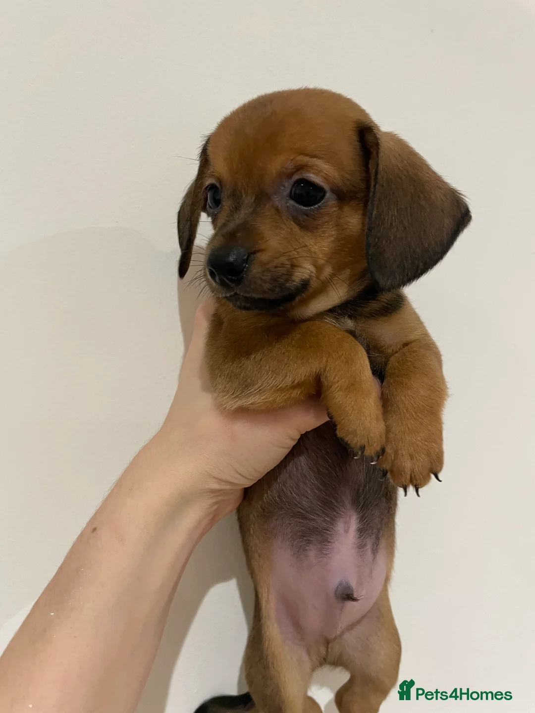 Chiweenie dogs for sale: Chiweenie puppies for sale - Advert 6