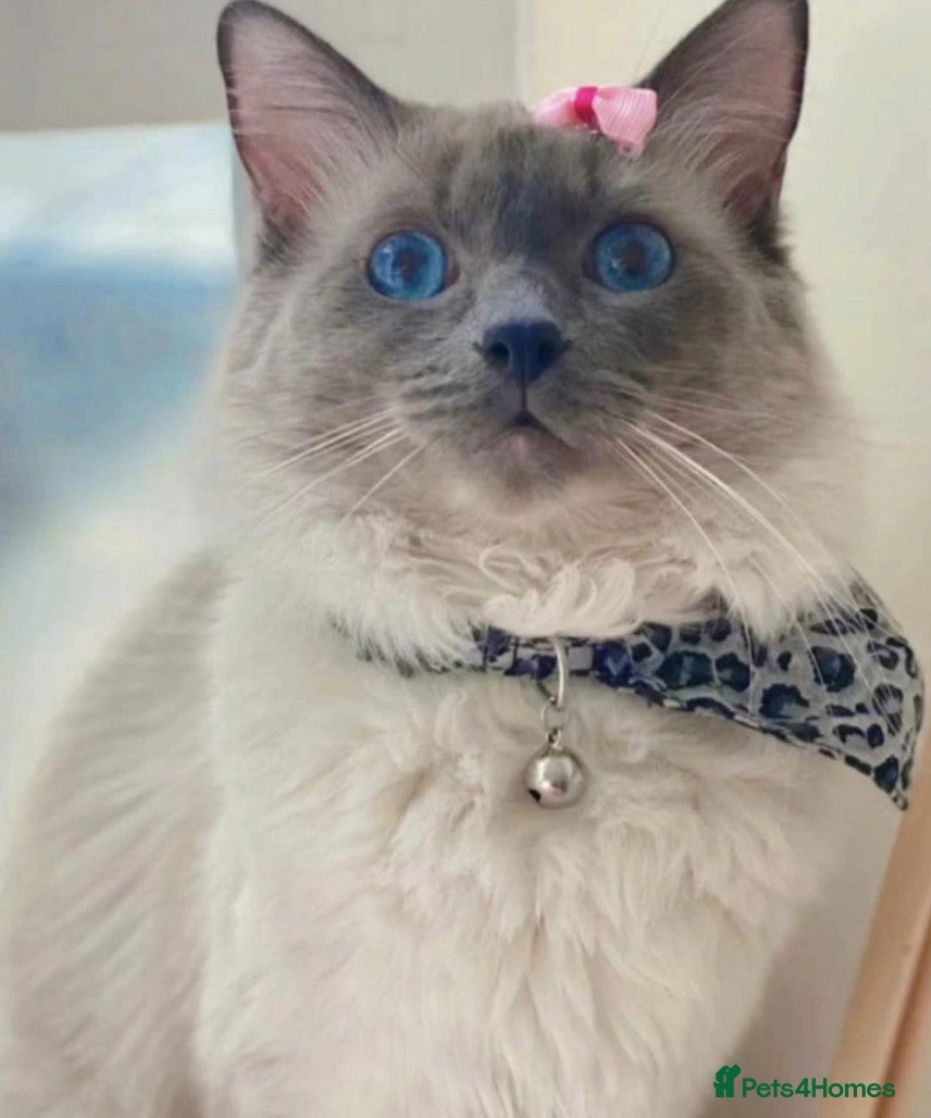 Ragdoll cats Lilly female cat/Leo male cat in Greenford - Advert 12