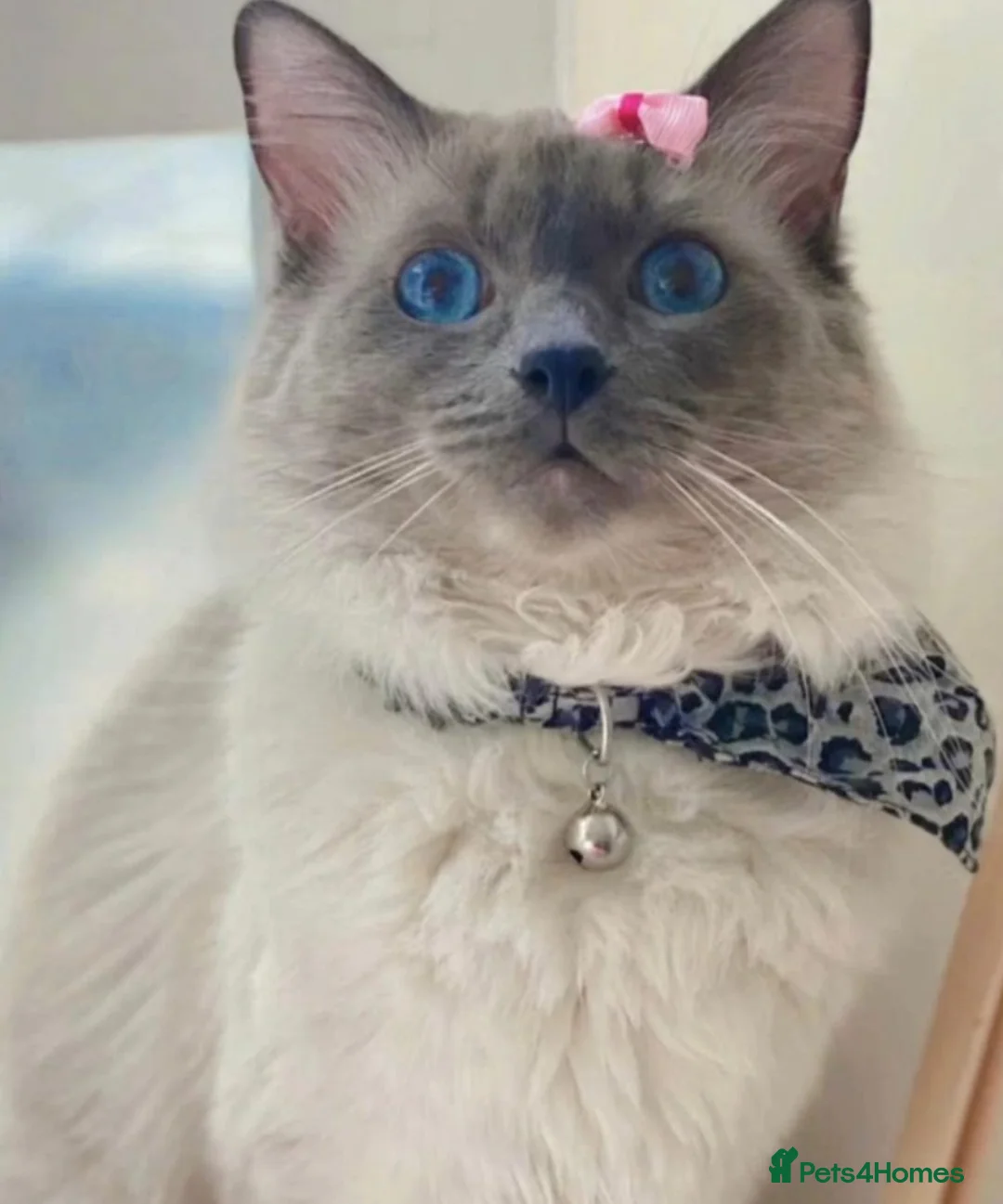 Ragdoll cats for sale: Lilly female cat/Leo male cat in Greenford - Advert 1