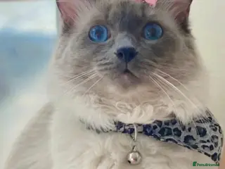 Ragdoll cats Lilly female cat/Leo male cat in Greenford - Advert 12