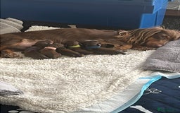 Miniature Dachshund dogs for sale: Family owned miniature longhaired dachshunds - Image 23