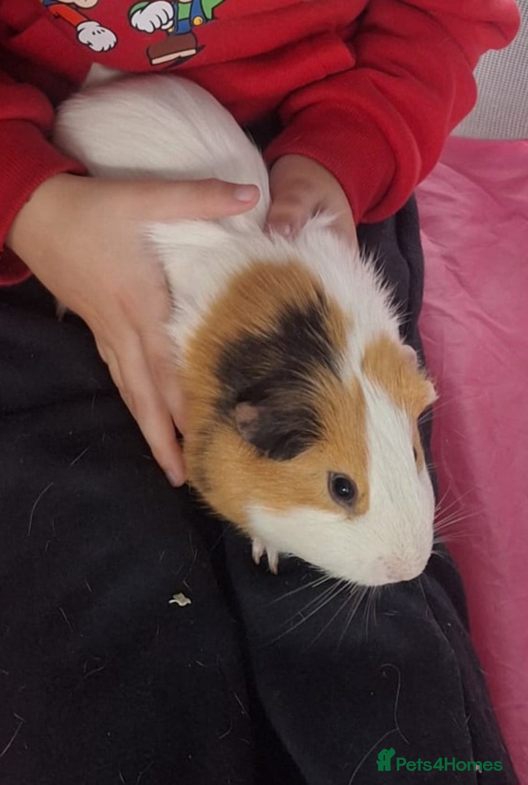 Guinea Pig rodents for sale: 2 friendly guinepigs and outdoor hutch  - Image 3