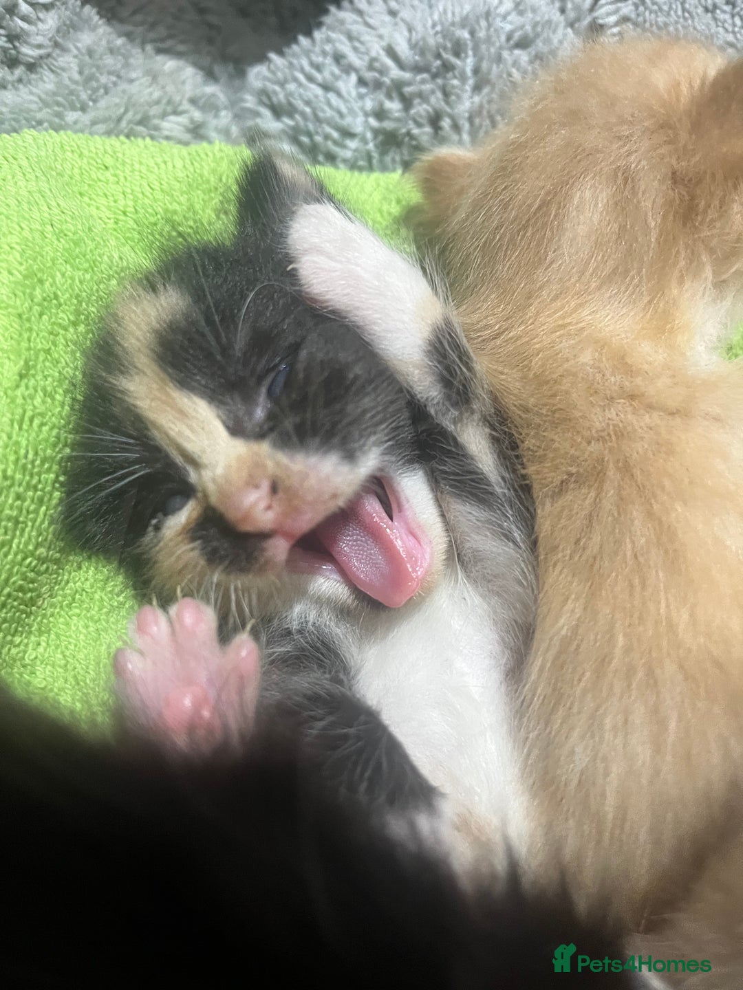 Mixed Breed cats for sale: Kittens ready now - Advert 4