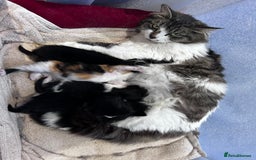Mixed Breed cats for sale: Kitty - Image 3