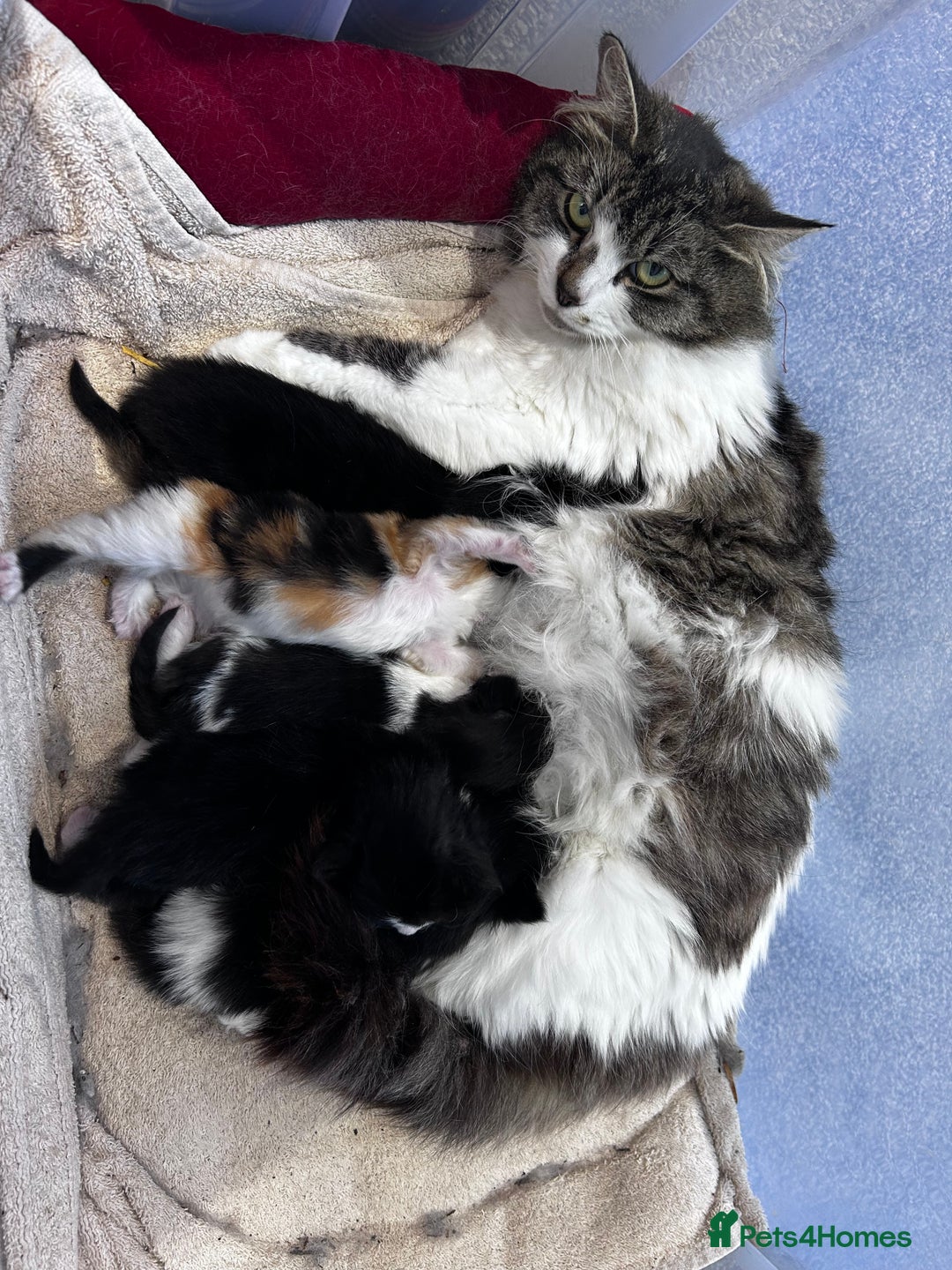 Mixed Breed cats for sale: Kitty - Image 3