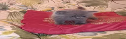 British Shorthair cats for sale: Outstanding British Blue kittens  - Advert 8