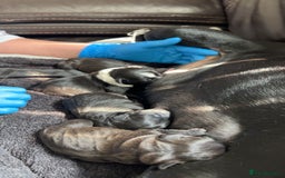 Staffordshire Bull Terrier dogs for sale: Staffy pups  - Image 13