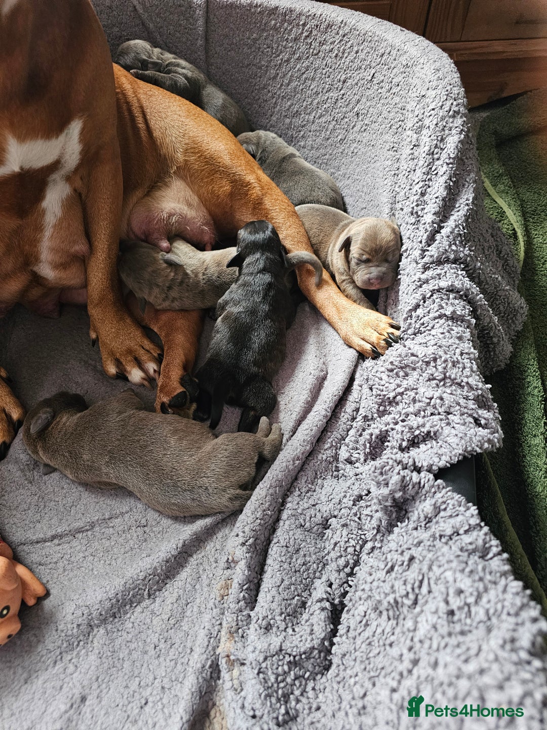 Staffordshire Bull Terrier dogs for sale: Staffordshire bull terrier  - Image 5