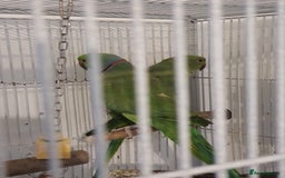 Ringnecks birds for sale: 2 indian ringnecks male and female. - Image 4