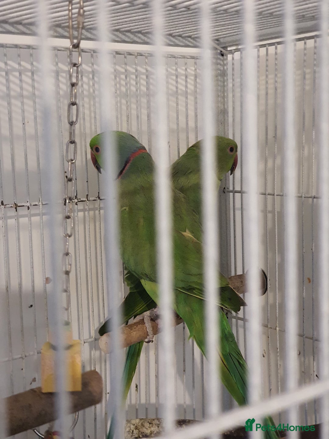 Ringnecks birds for sale: 2 indian ringnecks male and female. - Image 4