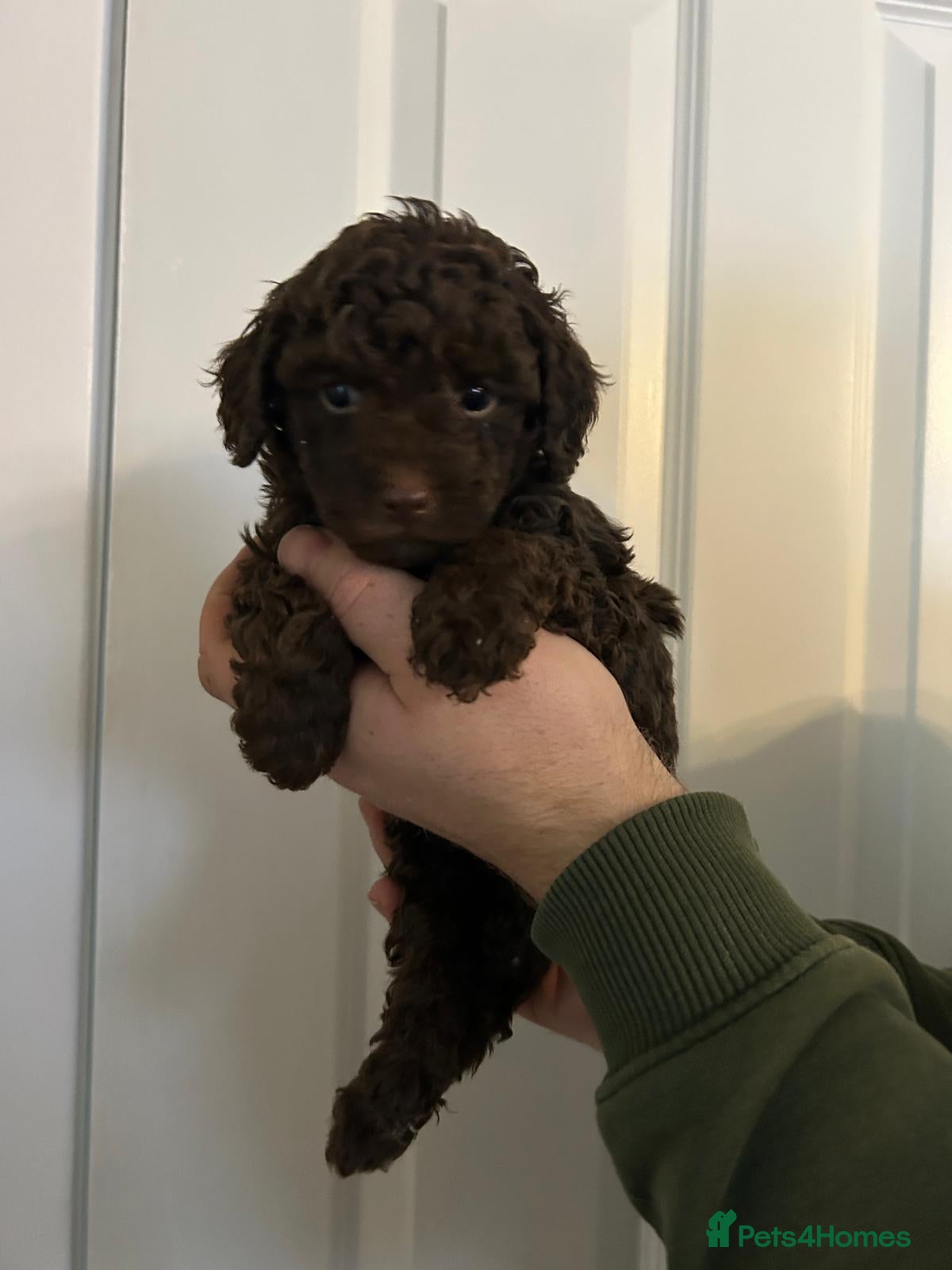 Toy Poodle dogs Beautiful pure chocolate & phantom Toy Poodles - Advert 3