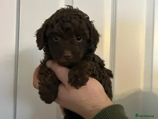 Toy Poodle dogs Beautiful pure chocolate & phantom Toy Poodles - Advert 3