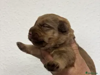 Patterdale Terrier dogs Quality Patterdale Pups - Advert 6