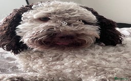 Cockapoo dogs for sale: 2 year old female cockapoo for sale  - Image 2