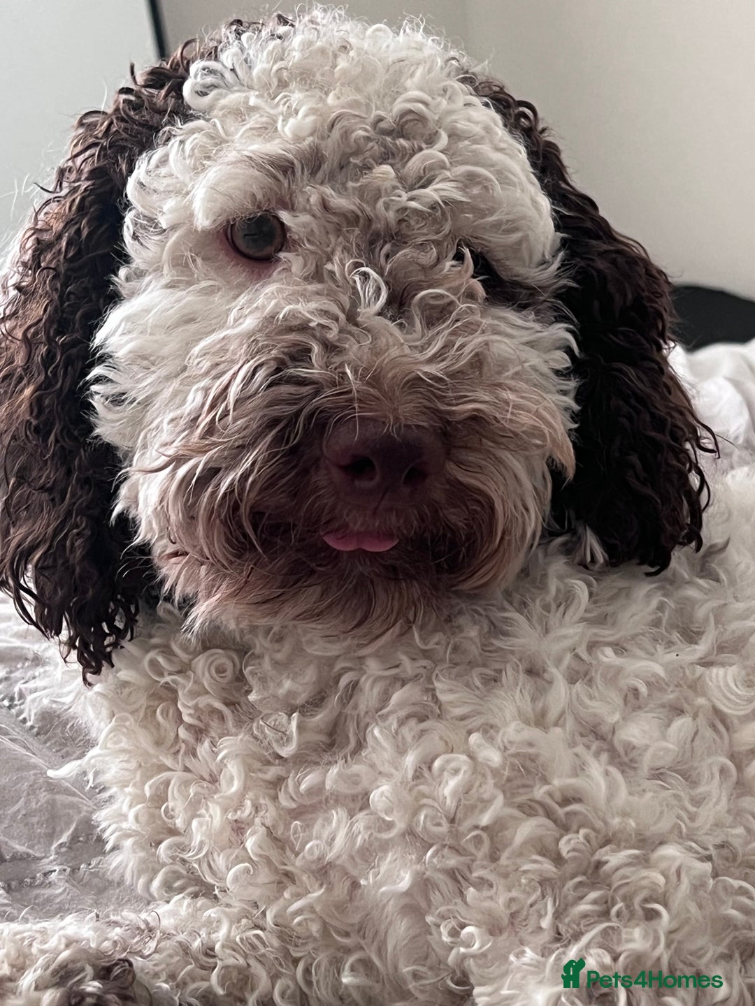 Cockapoo dogs for sale: 2 year old female cockapoo for sale  - Image 2