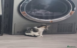 Mixed Breed cats for sale: ******s - Image 2