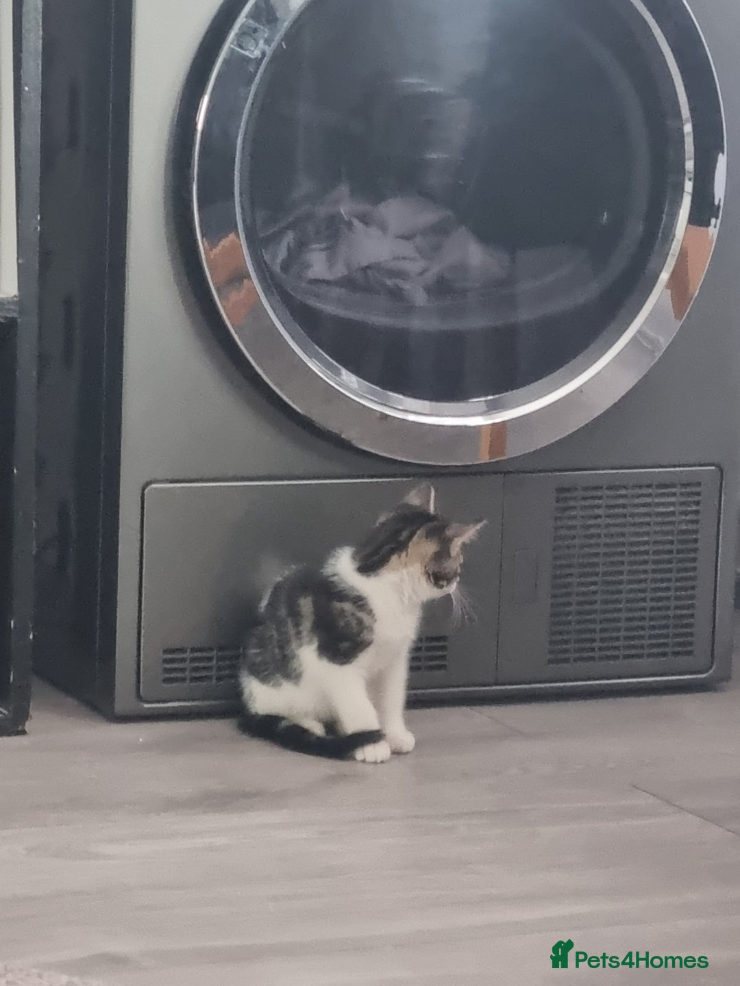 Mixed Breed cats for sale: ******s - Image 2