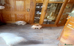 Pomeranian dogs for sale: Stunning tiny teddy bear toy poms - Image 4