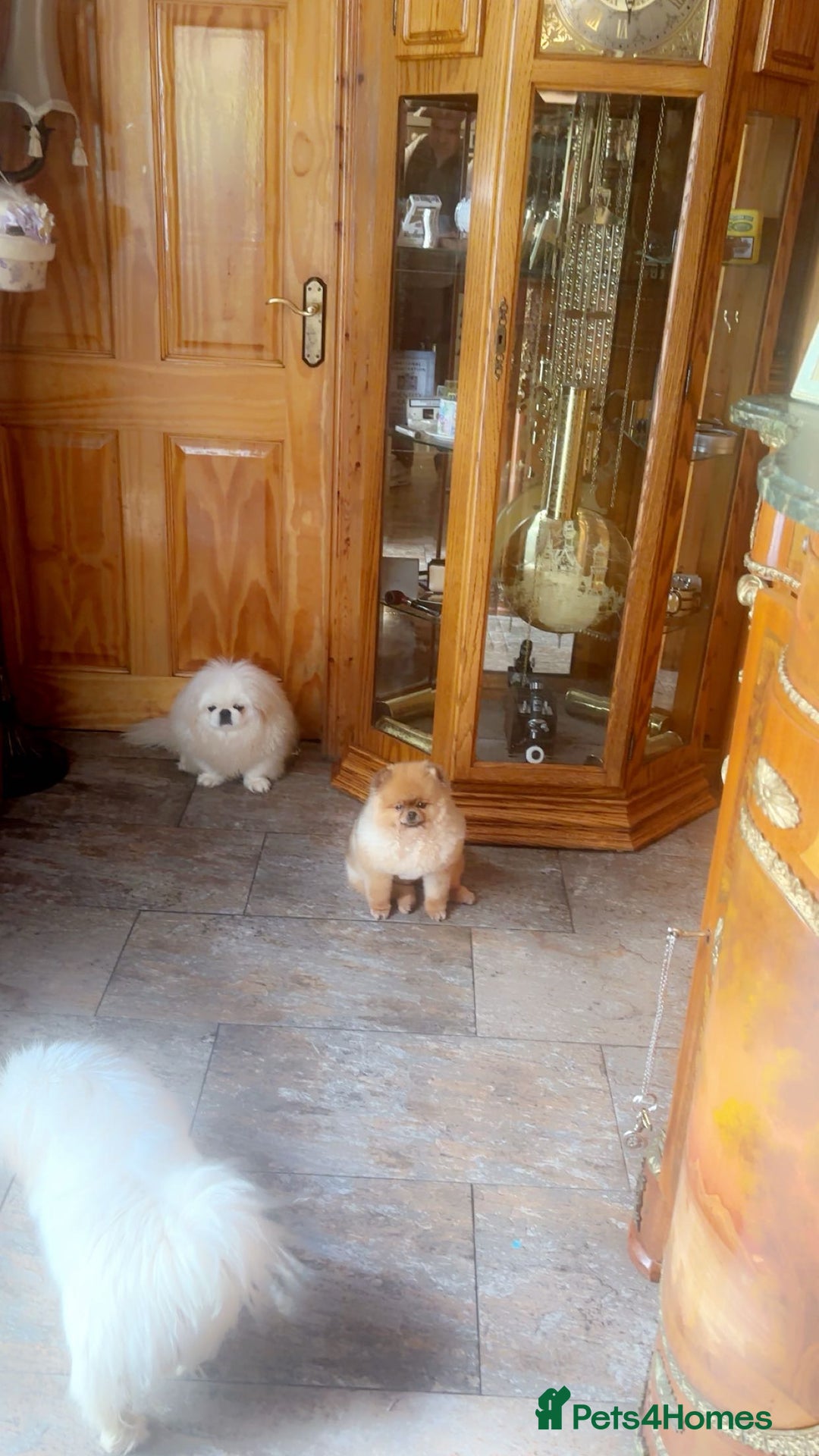Pomeranian dogs for sale: Stunning tiny teddy bear toy poms - Image 4