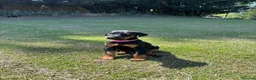 Dobermann dogs for sale: KC registered Dobermann puppies  - Advert 12