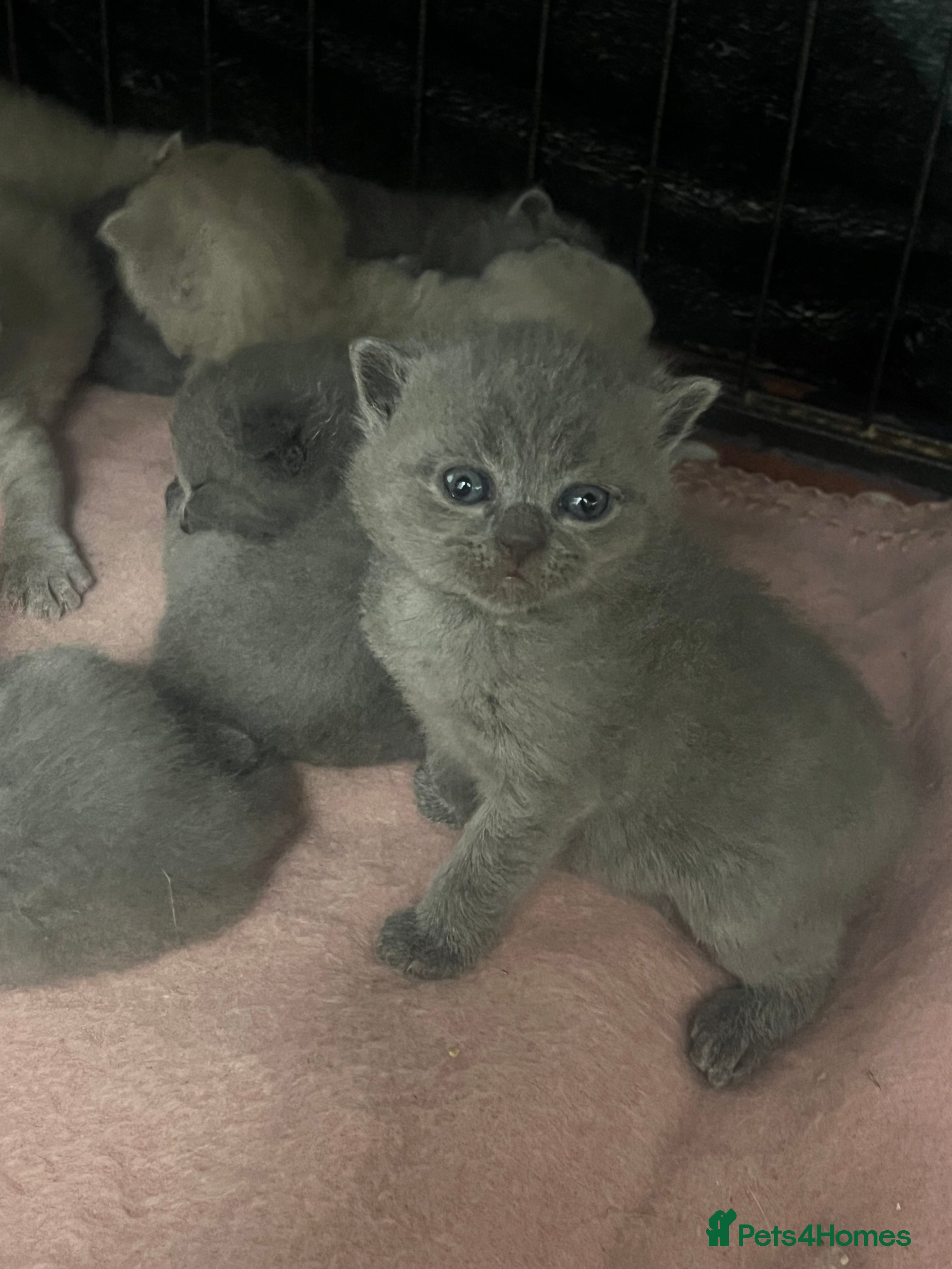 Scottish Fold cats Scottish fold and Scottish straight kittens!  - Advert 1