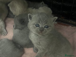 Scottish Fold cats Scottish fold and Scottish straight kittens! - Advert 4
