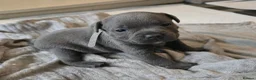 Staffordshire Bull Terrier dogs for sale: Stunning KC reg SBT BLUE PUPS - Advert 5