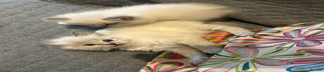 Ragdoll Kitten 3