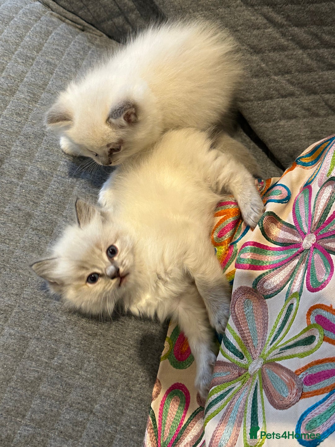 Ragdoll cats for sale: Lynx fluffballs  - Image 18