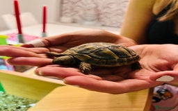 Hermann Tortoise reptiles for sale: Lovely Hermanns Tortoise looking for a new home  - Image 10