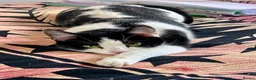 Mixed Breed cats for sale: Sisters in Radlett - Advert 4