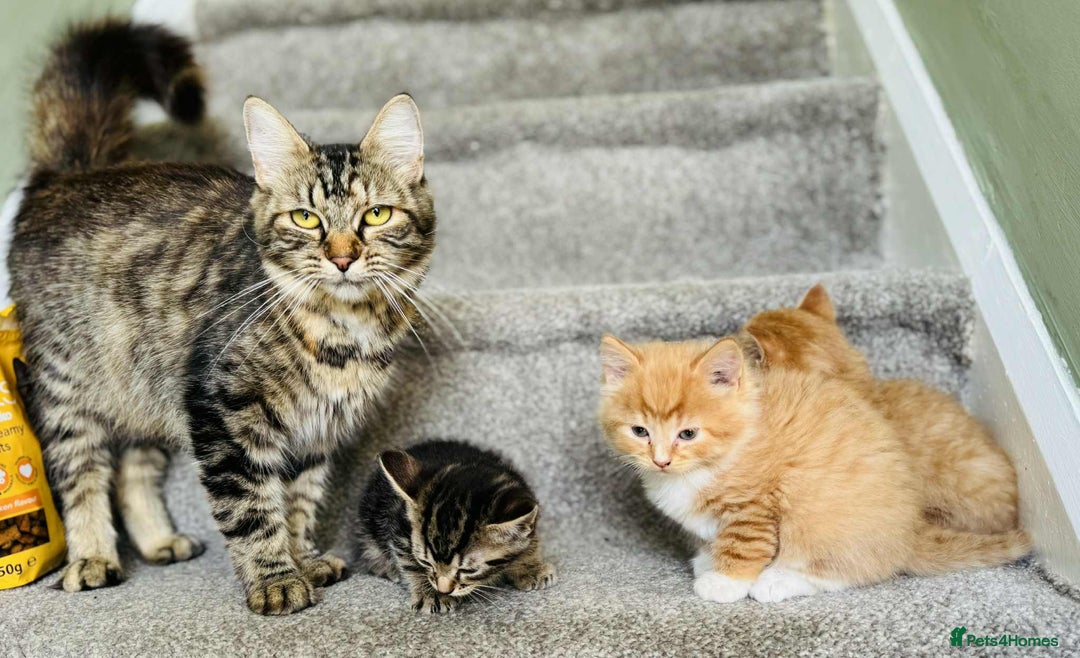 Mixed Breed cats for sale: Stunning Turkish angora x Maine coon - Image 5